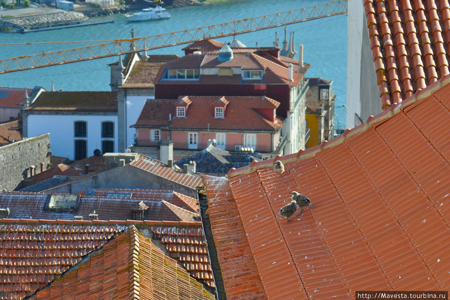 Птенцы чайки на крыше в Порту. Португалия