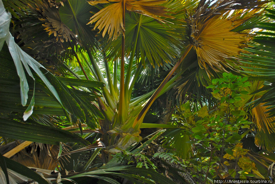 Ботанический сад Маврикий