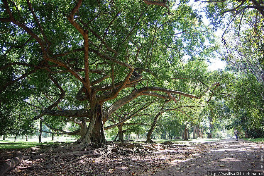Королевский ботанический сад Перадении Перадения, Шри-Ланка