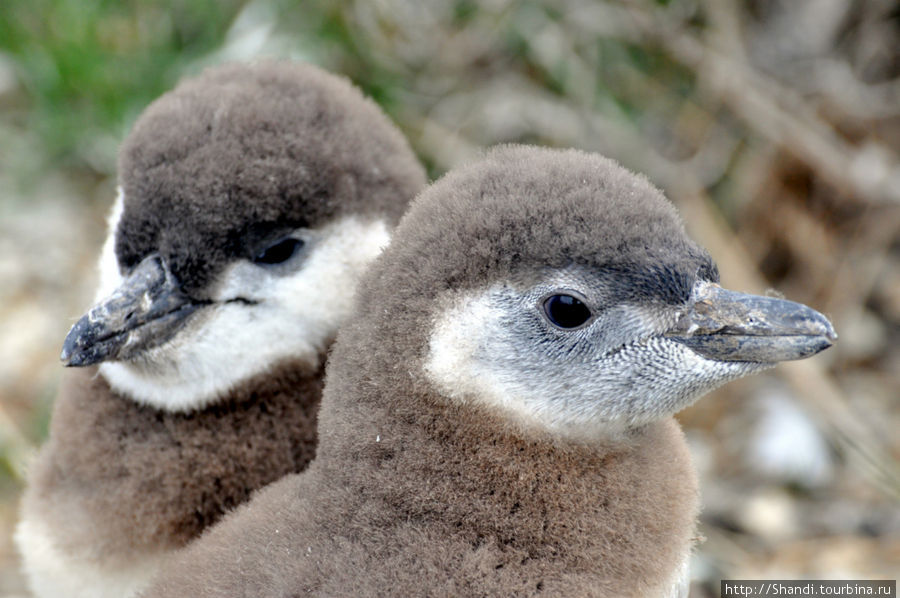 Мартишьо, остров пингвинов Провинция Огненная Земля, Аргентина