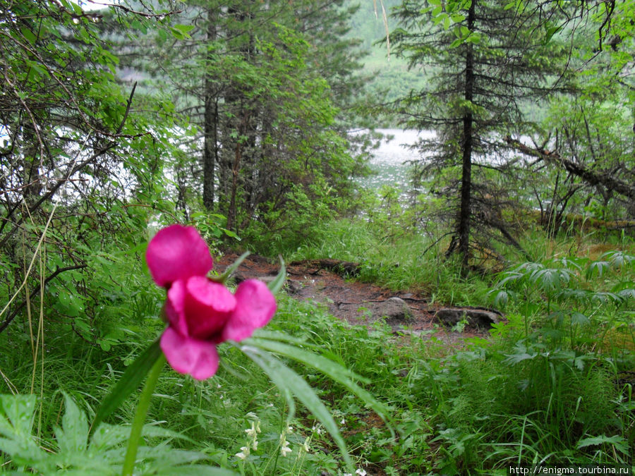 Горные цветы. Республика Алтай, Россия