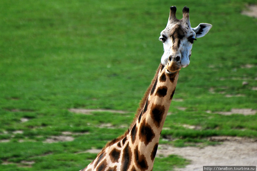 Жирафы потрясающие, как правило они подходят достаточно близко и их можно очень хорошо рассмотреть
