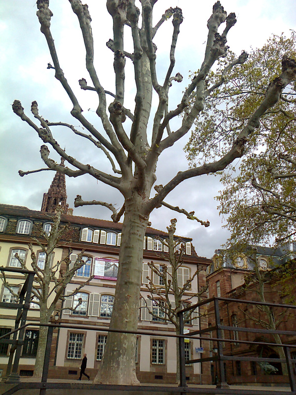 Платан. Платан самое Страссбургское дерево. Страсбург, Франция