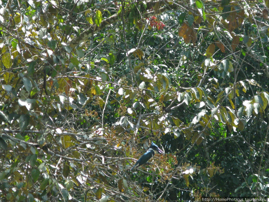 Зимородок Провинция Алахуэла, Коста-Рика