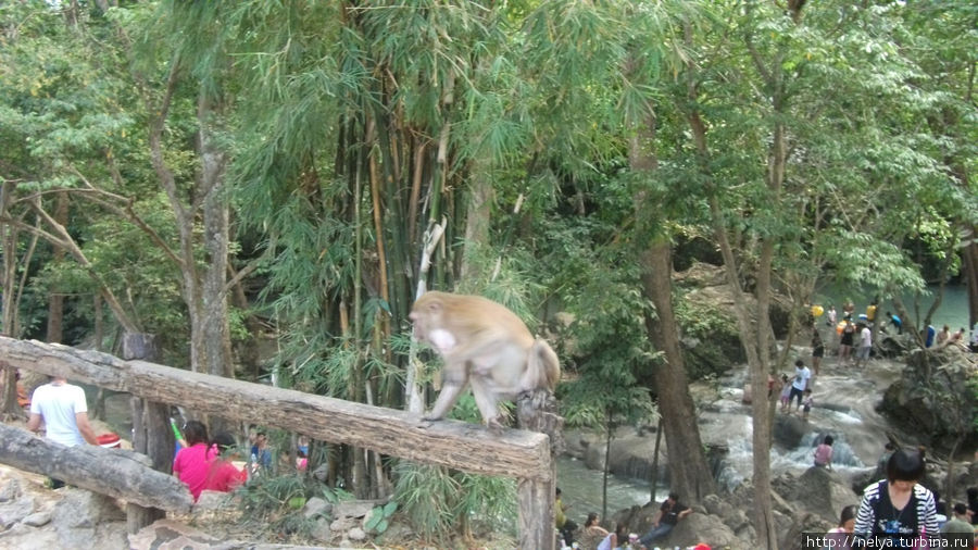 Мартышки везде: на водопадах, на полянах... Паттайя, Таиланд