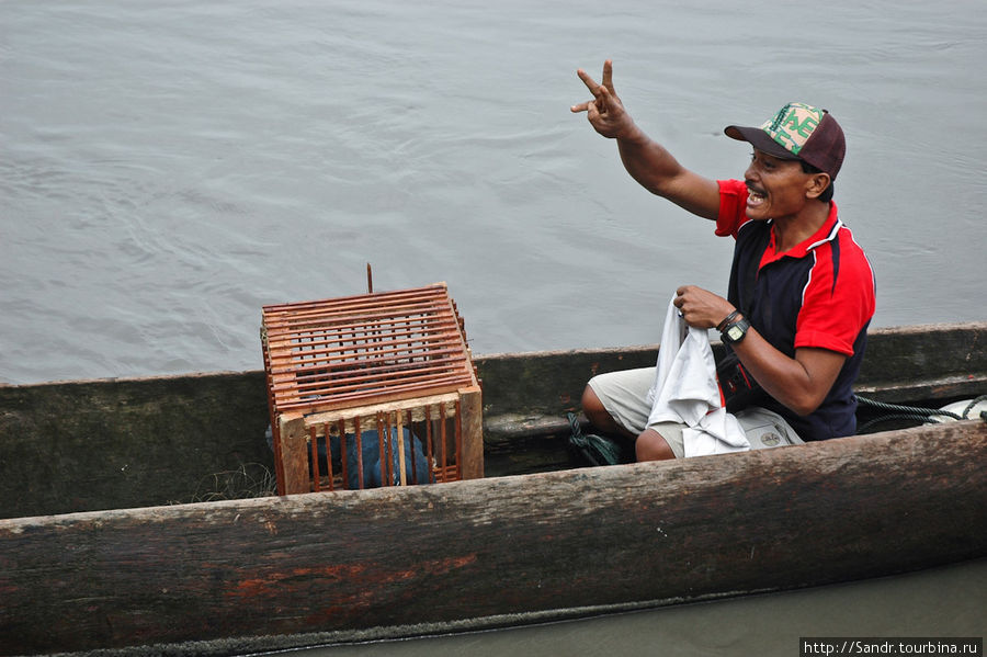 В клетке сидит птица мамбрук. Мигрант кричит, что может продать ее за 300 тыс. индонезийских рупий. Папуа, Индонезия
