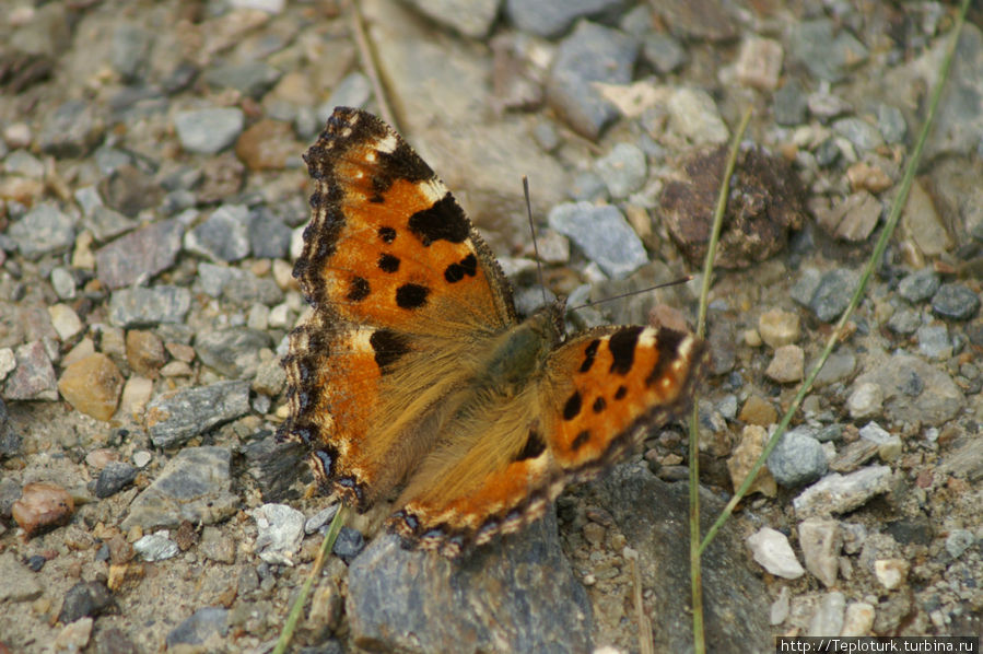 Бабочка — мама гусениц Алания, Турция