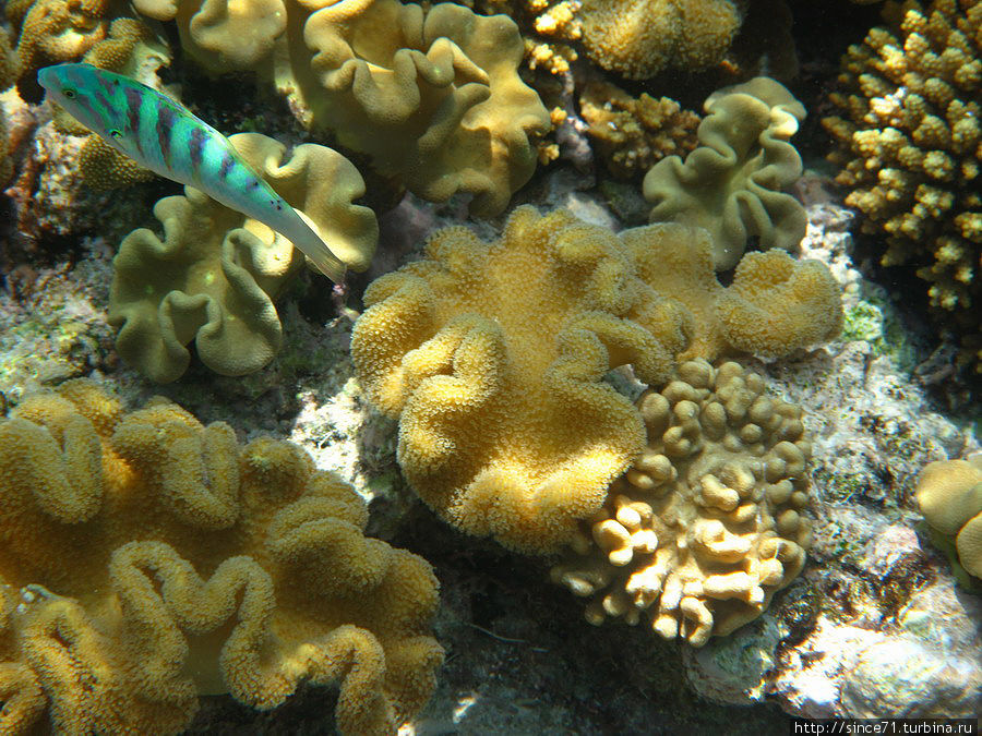 В поисках золотой рыбки Большой Барьерный Риф, Австралия
