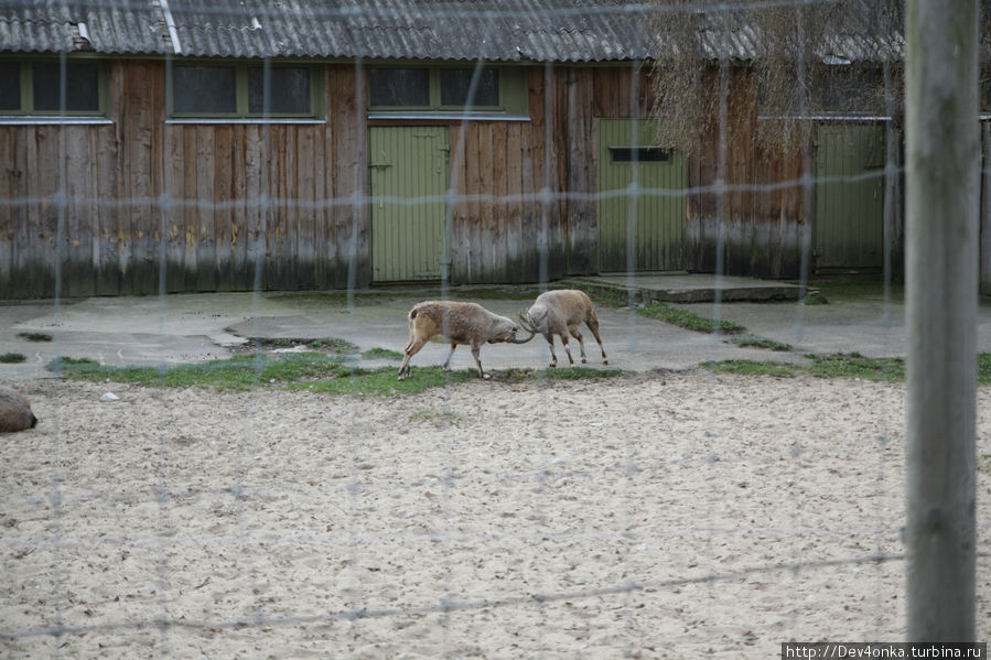 Зоопарк Таллин, Эстония