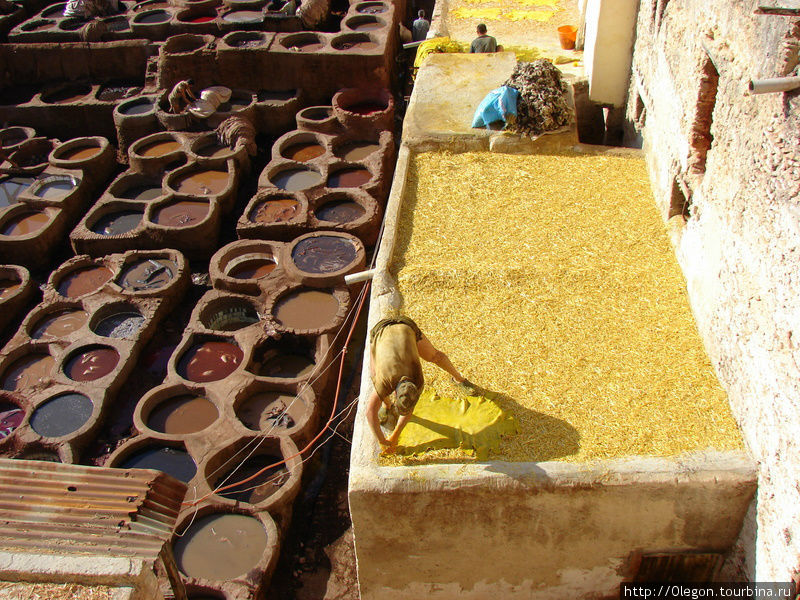 Шкурки выкладывают на сушку, на весь процесс по выделке кожи уходит более двух месяцев Фес, Марокко