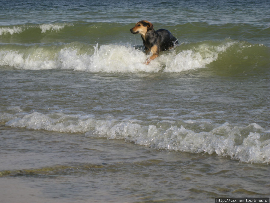 даже собаки выбирают наше цимлянское море для отдыха )))) Ростовская область, Россия