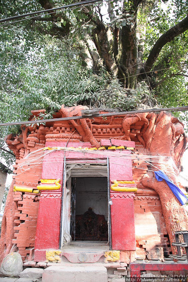 Катманду. Храм в корнях дерева Катманду, Непал