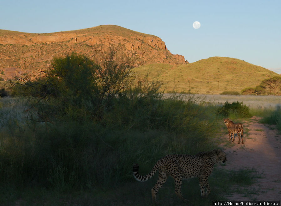 «Дикие» кошки Хаммерштайна Солитейр, Намибия