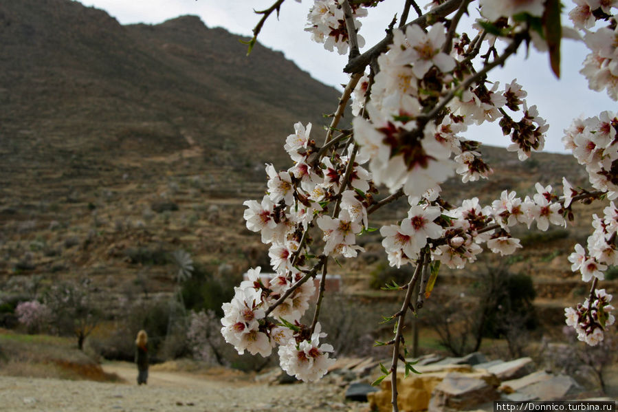 Анти – Атлас: Дорогой цветов Область Сус-Масса-Драа, Марокко
