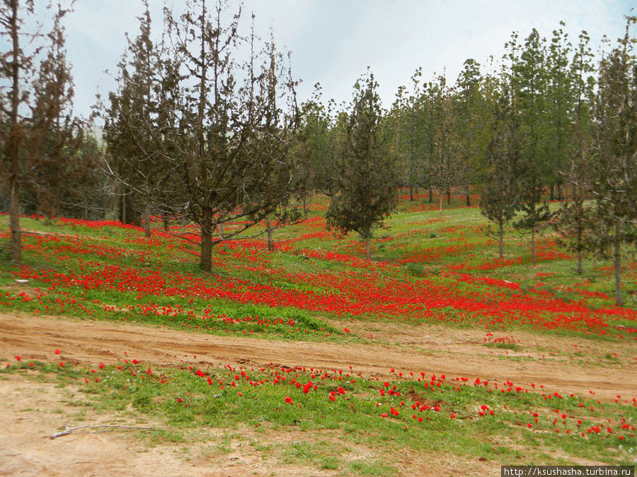 Цветущие анемоны и ослик по имени Лавни Рамат ха-Негев, Израиль