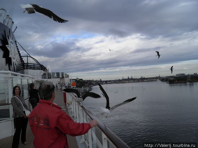 Нас встречают вездесущие чайки Стокгольм, Швеция