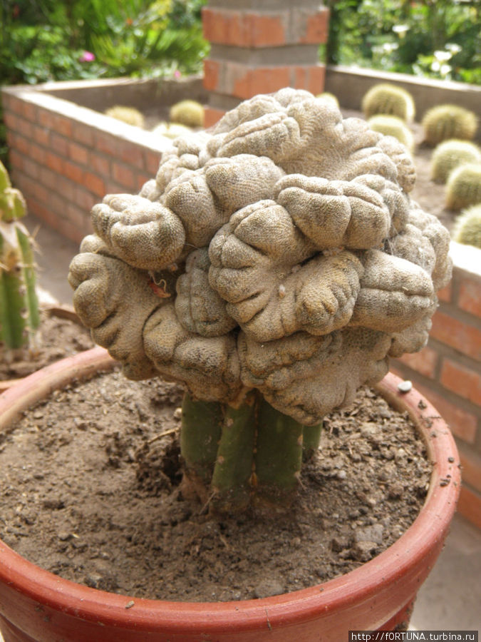 Андские кактусы Регион Куско, Перу