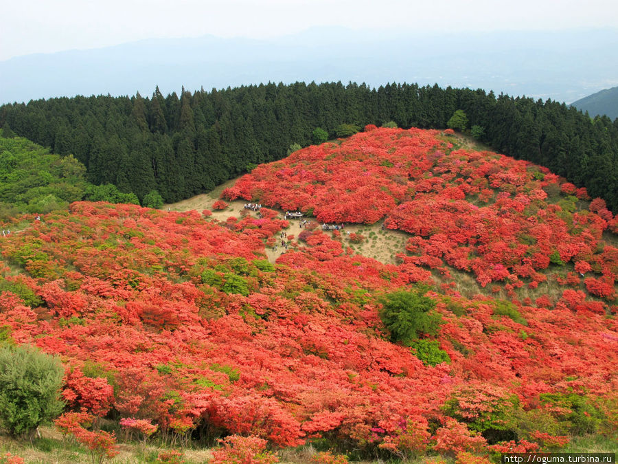 Миллион, миллион, миллион алых… азалий! Гора Катцураги Госэ, Япония