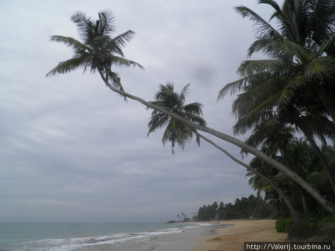 Sri Lanka (3) Мотивы Баунти … Бентота, Шри-Ланка
