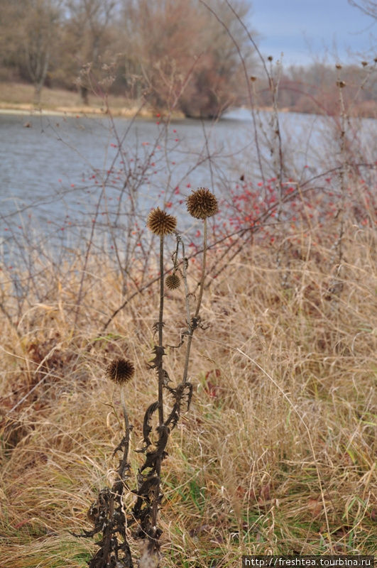 Над рекой краснеет шиповник да качает шарами-соцветиями какой-то родственник чертополоха. Пьештяны, Словакия