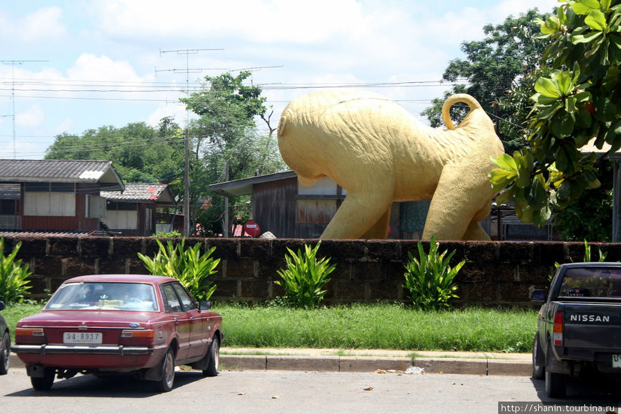 Такая большая обезьяна Лоп-Бури, Таиланд