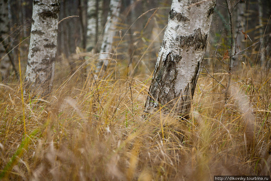 Осень в Псковских лесах Пустошка, Россия