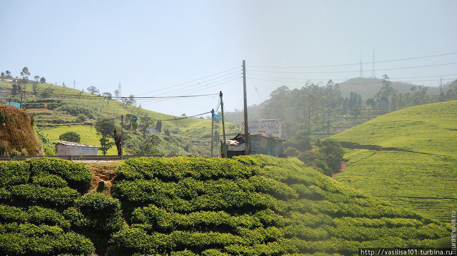 Пожить в английском особняке, посмотреть на чайные плантации Нувара Элия, Шри-Ланка