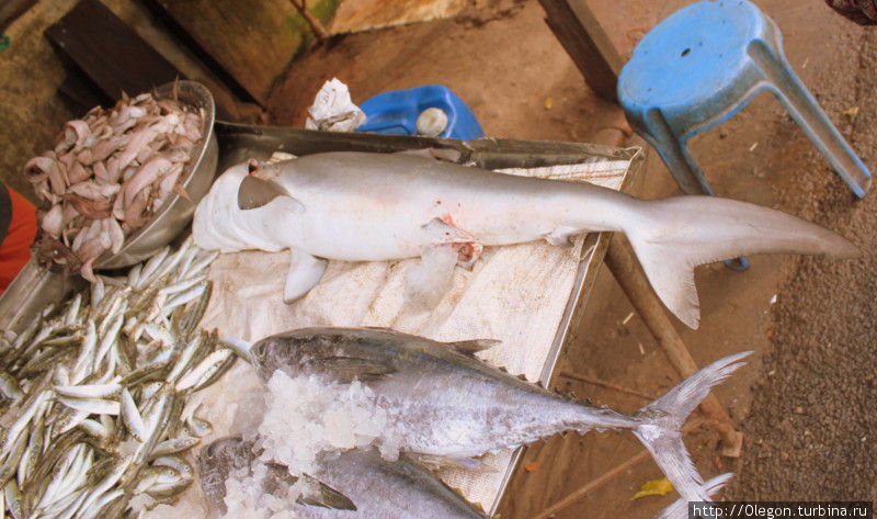 На рыбных лавках Аллеппи можно найти всё- даже акул Аллеппи, Индия