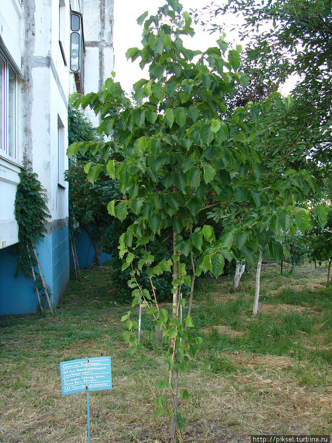 19.Медвежий орех Киев, Украина