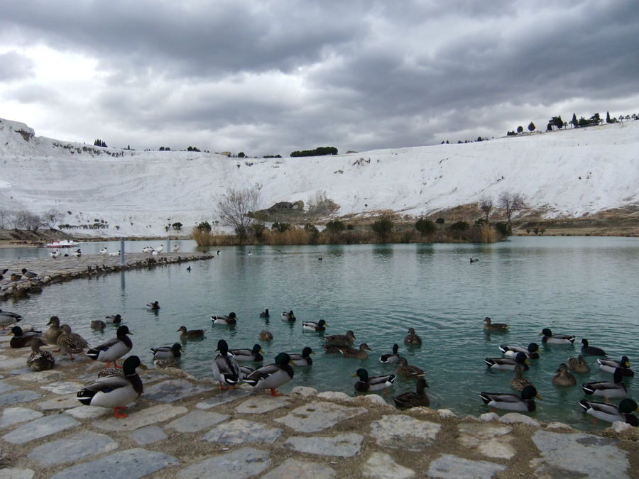 а озеро в долине облюбовали утки Памуккале (Иерополь античный город), Турция