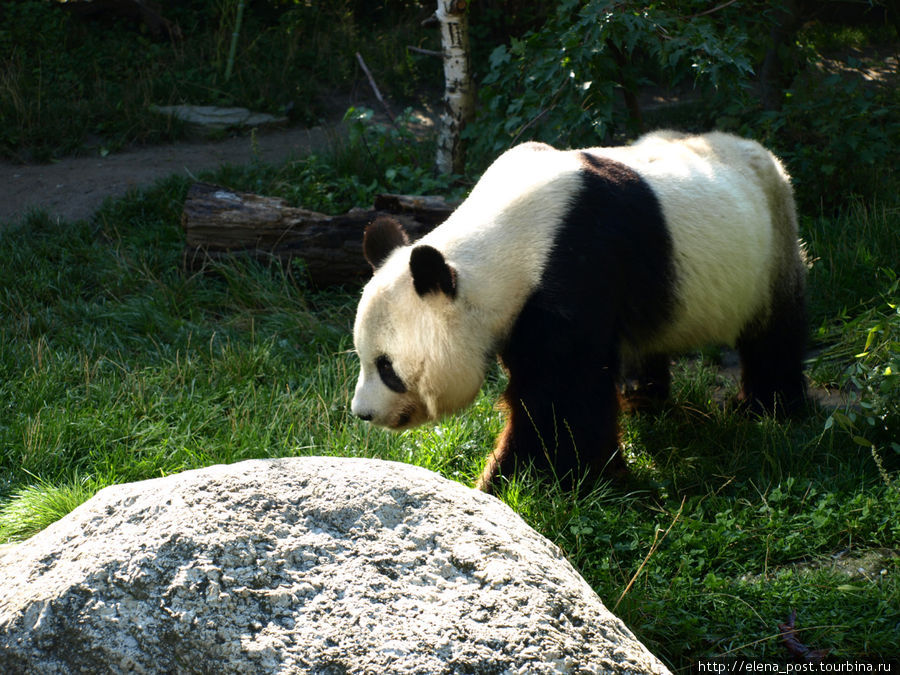 Панды — гордость Венского зоопарка Вена, Австрия