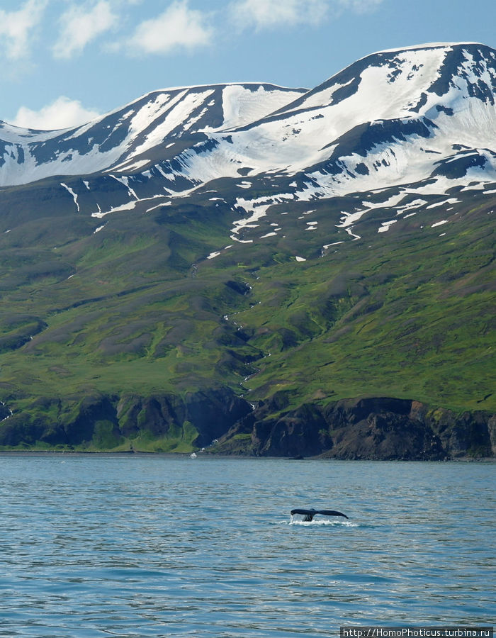 В бухте Хусавика. Хвост кита:) Хусавик, Исландия
