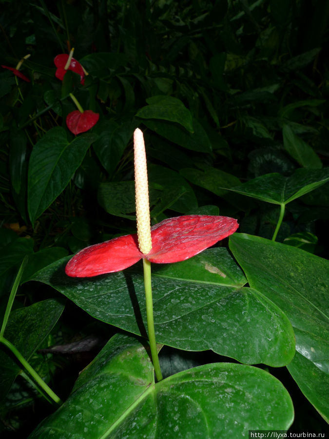 Пальмовая оранжерея (PalmHouse) Вена, Австрия