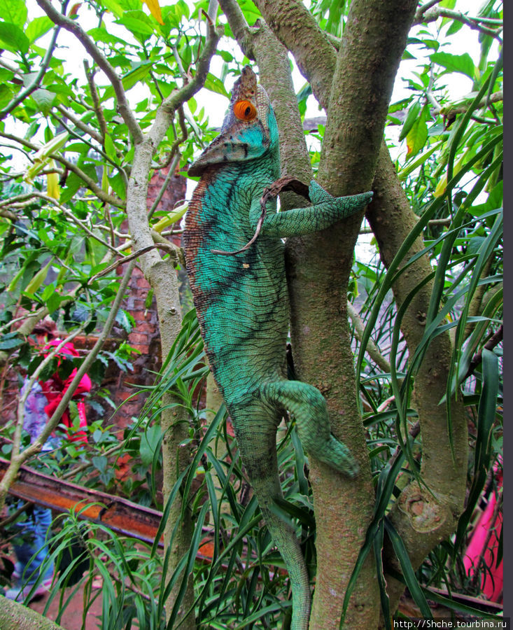 2012-му году дракона привет из Мадагаскара. Хамелеоны Мураманга, Мадагаскар