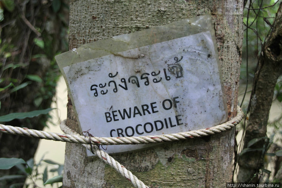 Осторожно крокодилы! Кхао-Яй Национальный Парк, Таиланд