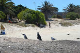 Пингвины на пляже в Кейптауне никого не боятся и живут своей жизнью.