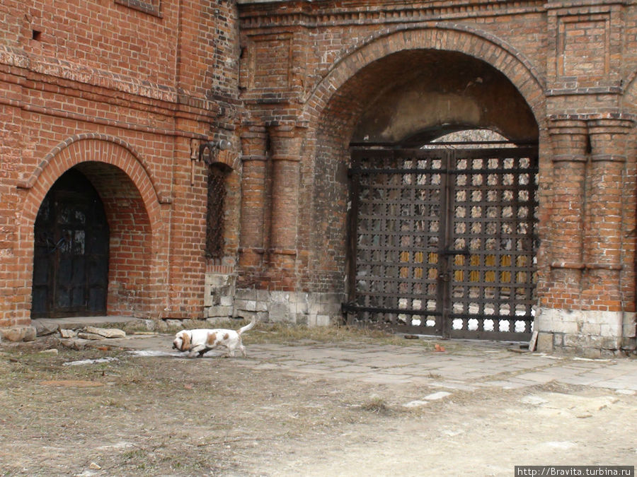 Одинокая собачка гуляет по подворью Москва, Россия