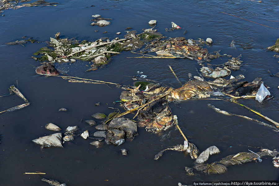 В самой речке помимо отходов можно встретить трупы животных, шкуры и другие части. Лахор, Пакистан