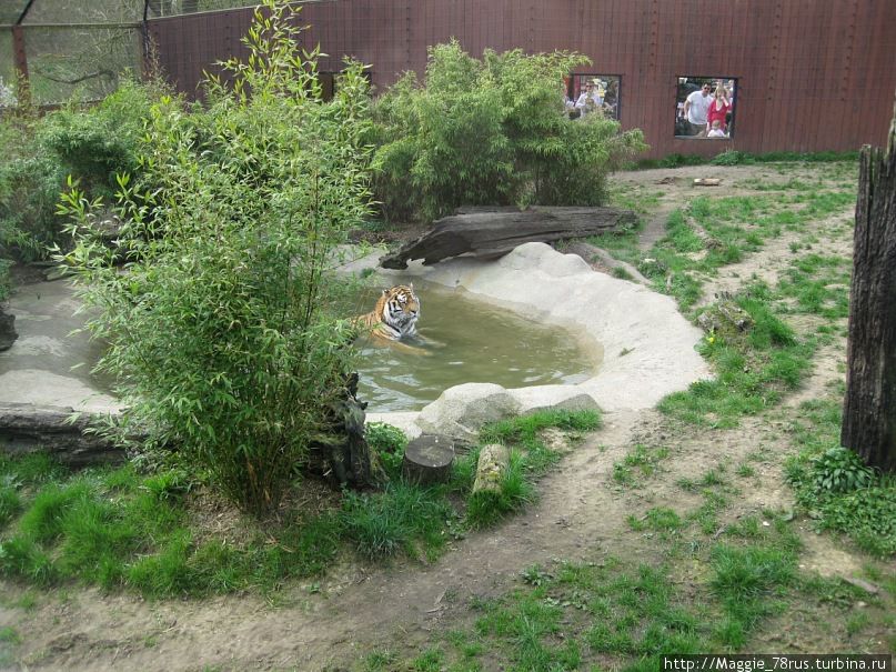 Любимец публики амурский тигр Игорь. Колчестер, Великобритания