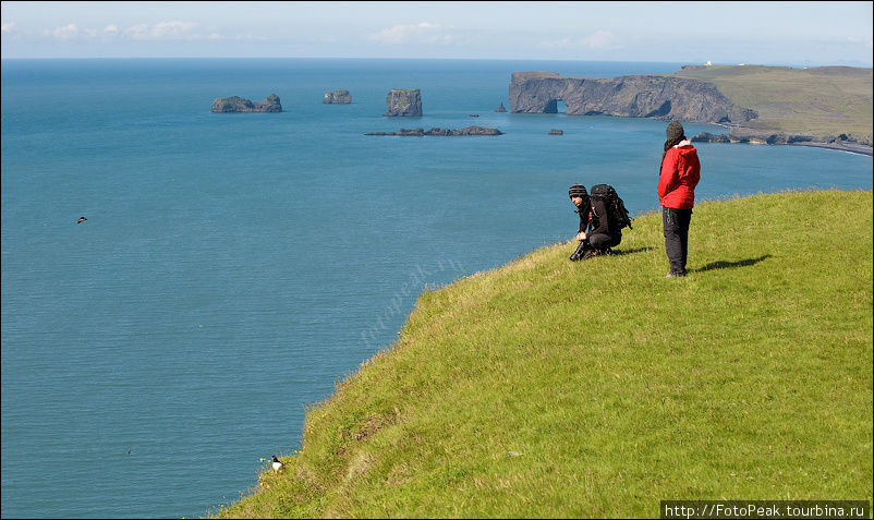 В летнее время в районе скалы Дюрхолэй можно встретить множество гнездящихся птиц, в том числе и символ Исландии, маленького Тупика (Паффина). Южная Исландия, Исландия
