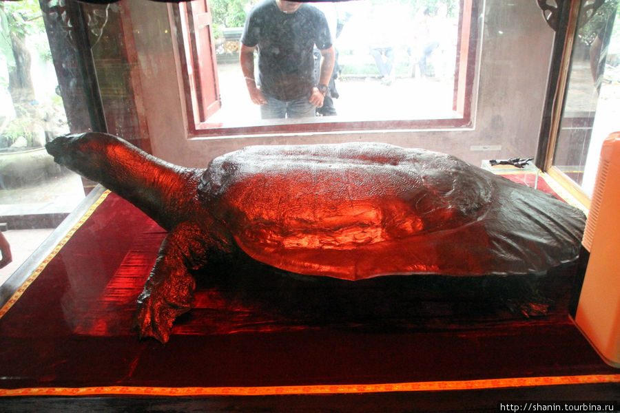 Та самая гигантская черепаха из притчи о возвращенном мече? Ханой, Вьетнам
