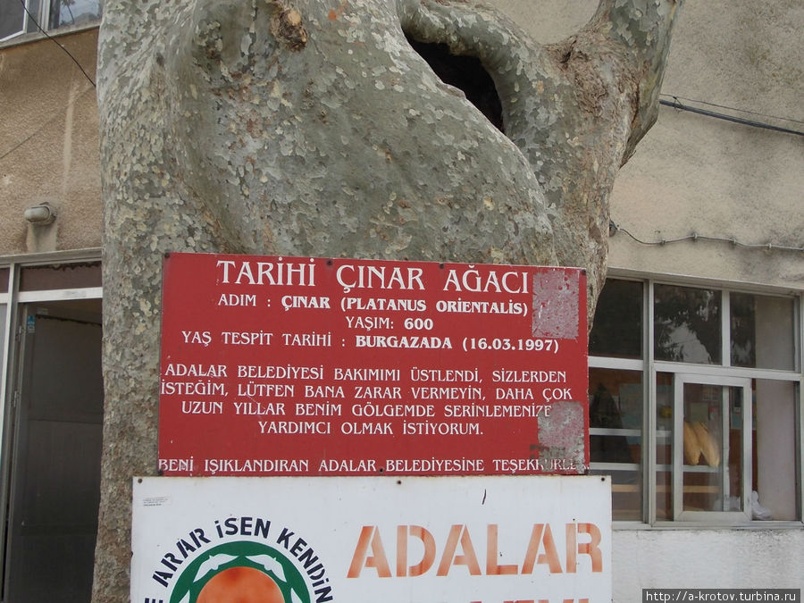 есть даже мемориальная доска этой чинаре Остров Бургаз, Турция