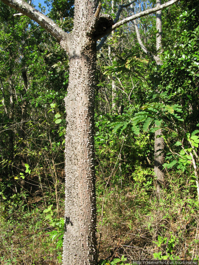 странное дерево с колючим стволом Коста-Рика