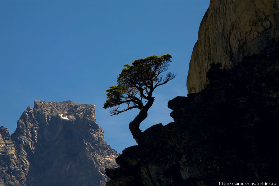 Сюжет с деревом на скале. Рядом с тропой. Национальный парк Торрес-дель-Пайне, Чили