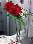 Живая роза в туалете самолета.