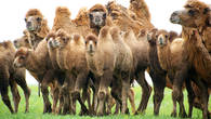 В мае верблюжата уже подросли, но взрослые животные ни на секунду не оставляли их без присмотра. Все попытки приблизится к верблюжатам поближе, заканчивались тем, что взрослые оттесняли нас в сторону, отгоняя малышей