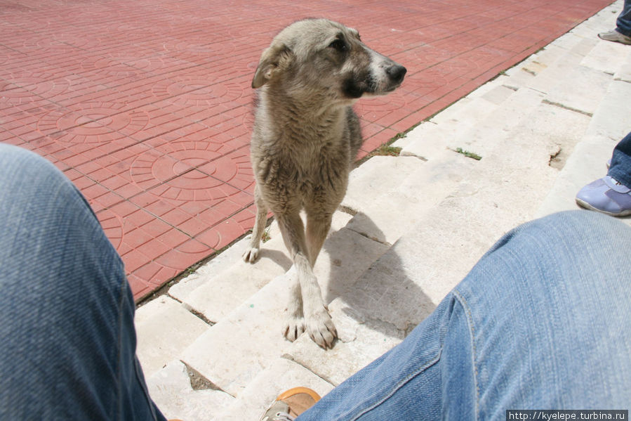 Тощая и очень дружелюбная дацанная собачка Агинское, Россия