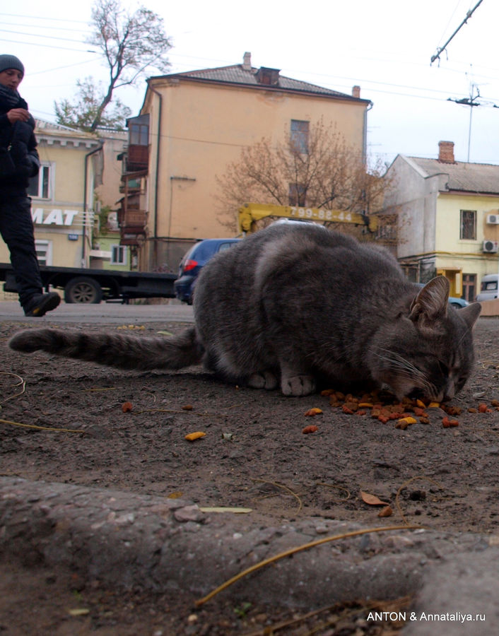 А некоторые одесситы даже специально носят с собой кошачий корм, чтобы подкармливать их. Одесса, Украина