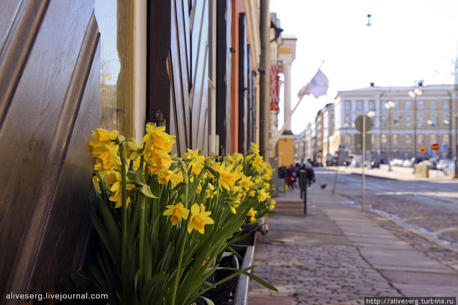 А поскольку Хельсинки в этом году еще и столица мирового дизайна, то и нарциссы на улицах здесь желтеют раньше других городов. Хельсинки, Финляндия