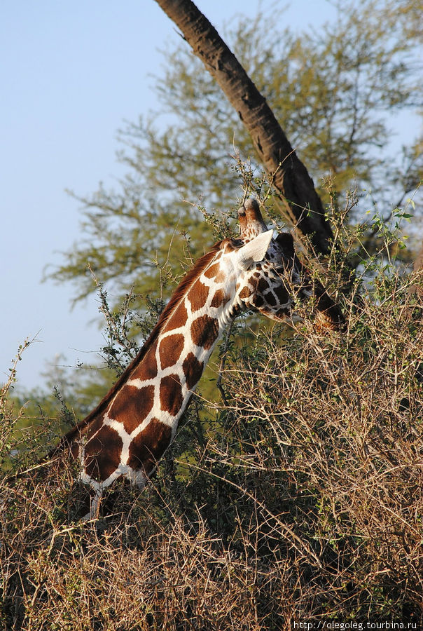Акуна матата, или даешь сафари! 12.2010 Часть шестая. Тамбуру Национальный Парк, Кения